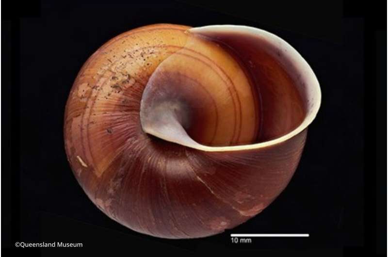 New Land Snail Species Discovered in Queensland, Australia