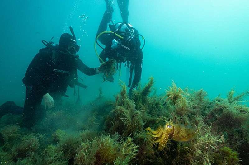 Oyster Reef Restoration: A Beacon of Hope for Coastal Ecosystems