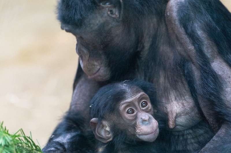 The Importance of Play in Chimpanzee Infant Development