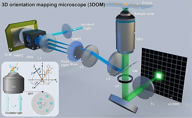 Precise Cell Mapping with 2D Dipole Orientation: A Novel Microscopy Method