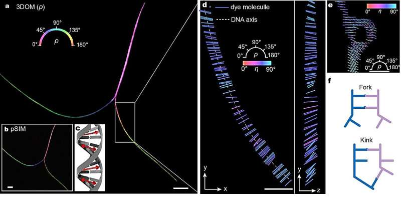 Precise Cell Mapping with 2D Dipole Orientation: A Novel Microscopy Method