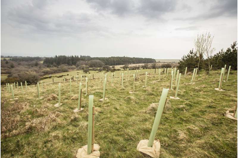 Saturated Soil Threatens Climate Change Tree Planting Efforts
