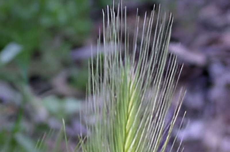 Foxtails & Pets: Protecting Your Furry Friend This Summer