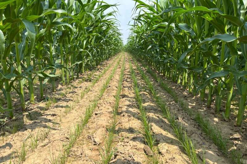 Cover Crops in Corn: Benefits of Drill-Interseeding at V3 Stage
