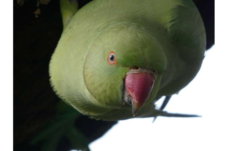 UK Residents  Views on Ring-necked Parakeets: A Study