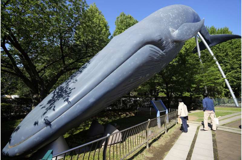 Japan Considers Resuming Commercial Fin Whale Hunting