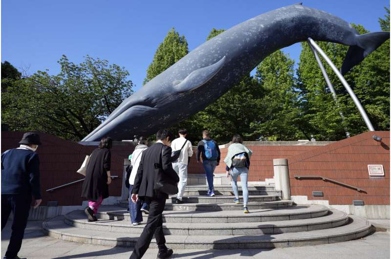 Japan Considers Resuming Commercial Fin Whale Hunting