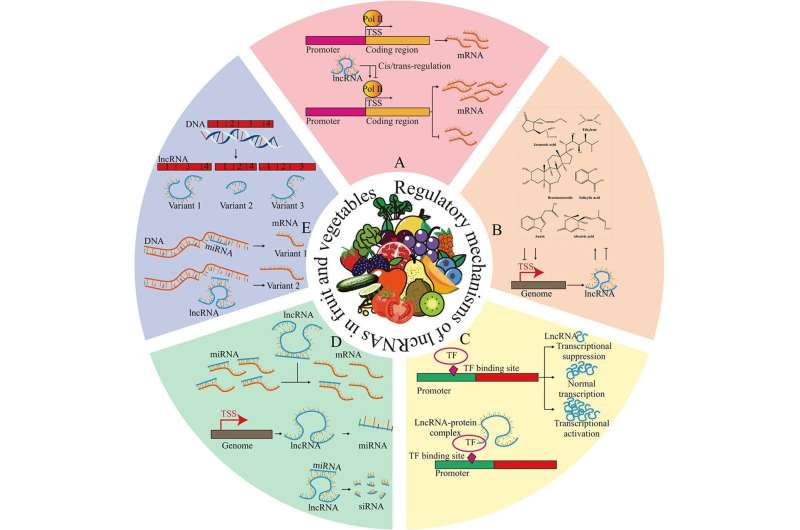 LncRNAs in Fruits & Vegetables: Roles and Regulation
