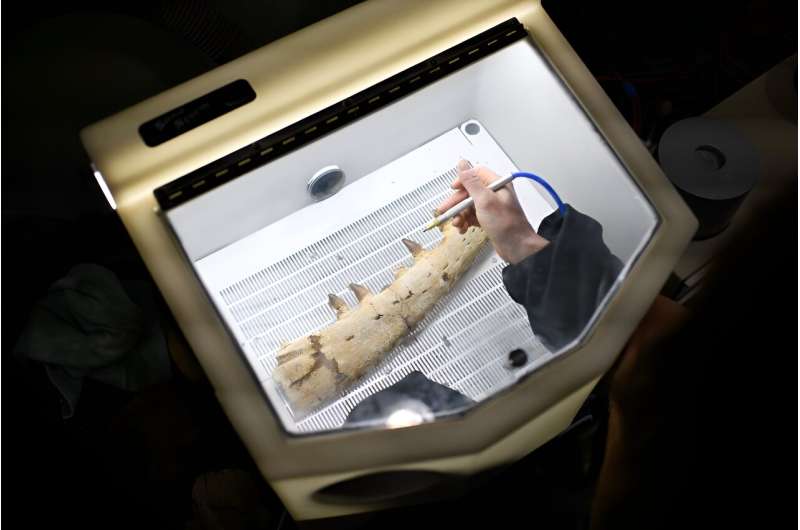 Dinosaur Fossil Restoration: Unlocking Ancient History - McClain Restoration