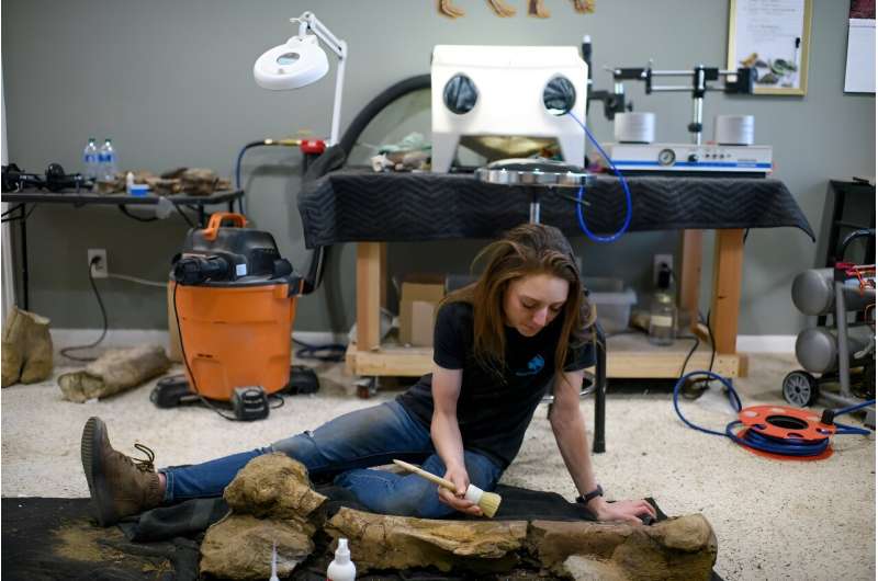 Dinosaur Fossil Restoration: Unlocking Ancient History - McClain Restoration