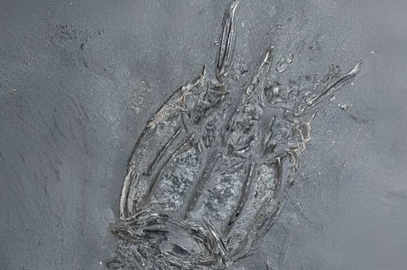 New Shrimp Species Discovered in Ancient Scotland: Tealliocaris weegie