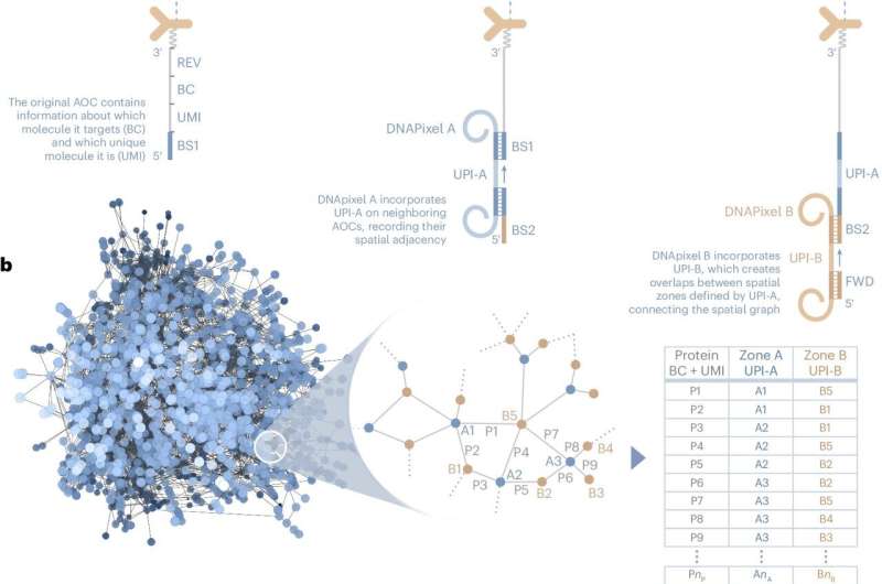 Revolutionary Technology Maps Protein Distribution Within Individual Cells