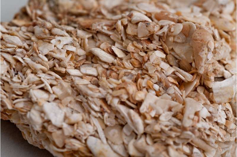 Human Impact on Ocean History: Challenges to Paleoceanography