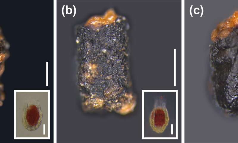 Woodlice: Tiny Invertebrates with a Big Impact on Seed Dispersal