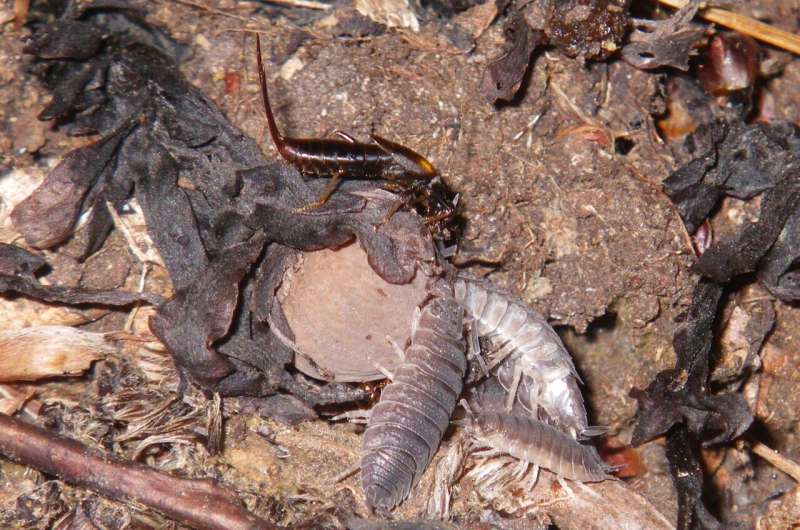 Woodlice: Tiny Invertebrates with a Big Impact on Seed Dispersal