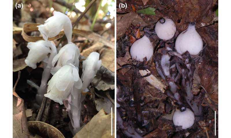 Woodlice: Tiny Invertebrates with a Big Impact on Seed Dispersal