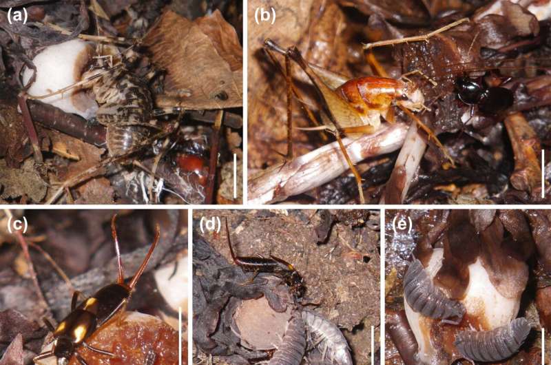 Woodlice: Tiny Invertebrates with a Big Impact on Seed Dispersal