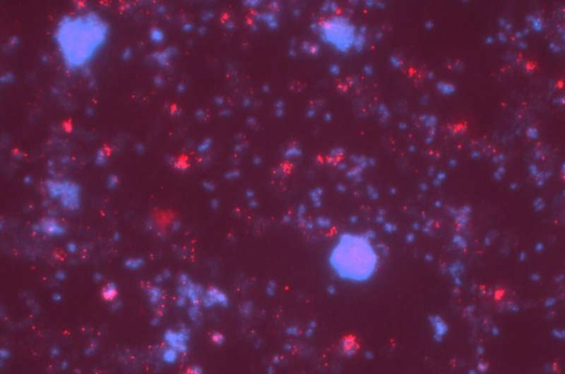 Marine Bacteria Discovery: Novel Vitamin Production by Microbial Collaboration