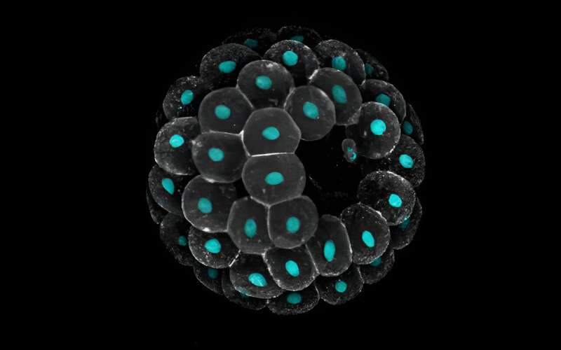 Sea Star Embryo Reveals Cellular Response to Pressure During Development