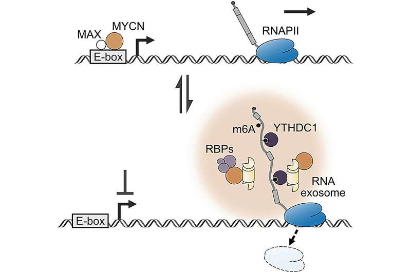 MYCN Oncoprotein: New Discovery Reveals Drug Resistance Mechanism in Cancer