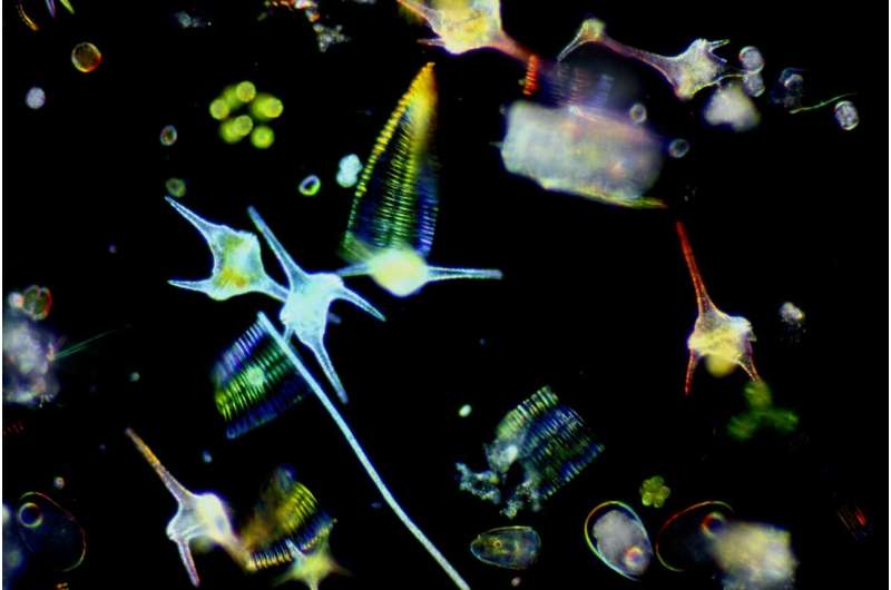 Climate Change Threatens Freshwater Bacteria Due to Limited Adaptability