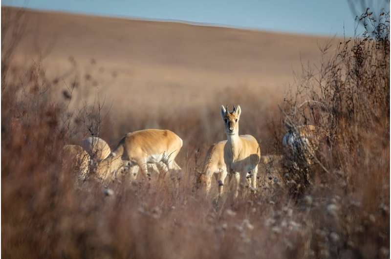 Mongolia s Wildlife Under Threat: Overgrazing and Habitat Loss