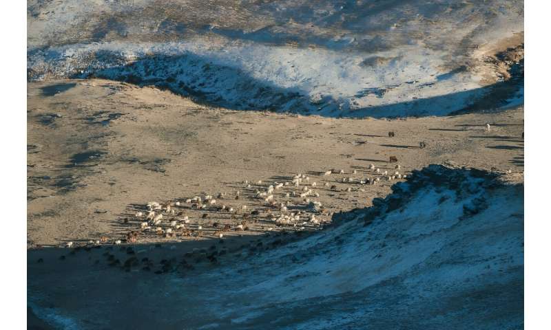 Mongolia s Wildlife Under Threat: Overgrazing and Habitat Loss