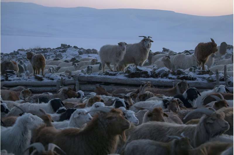 Mongolia s Wildlife Under Threat: Overgrazing and Habitat Loss