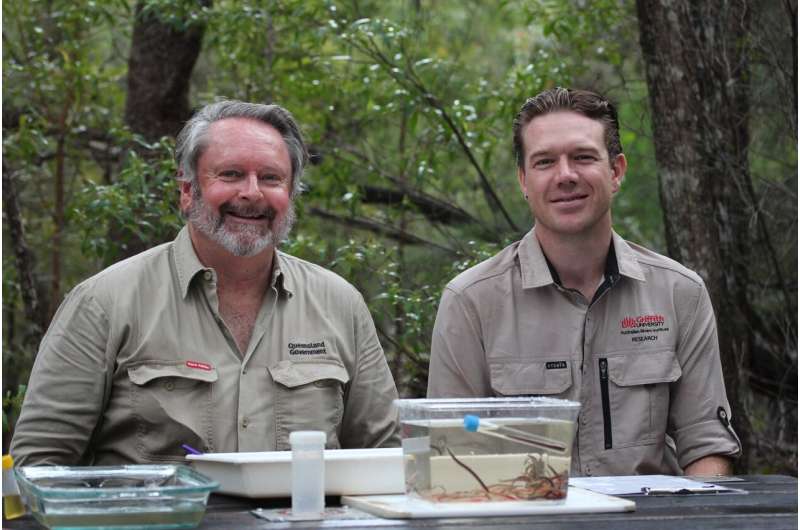 Rare Australian Brook Lamprey Discovered in Queensland – A Significant Find for Conservation