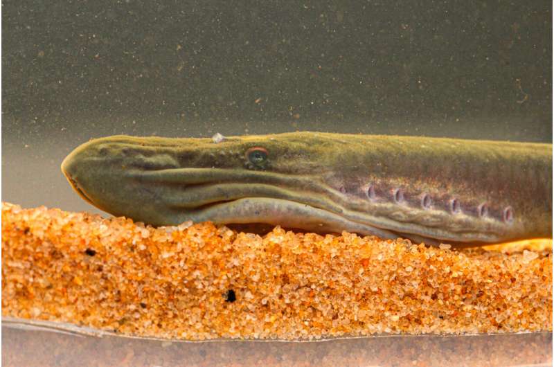 Rare Australian Brook Lamprey Discovered in Queensland – A Significant Find for Conservation