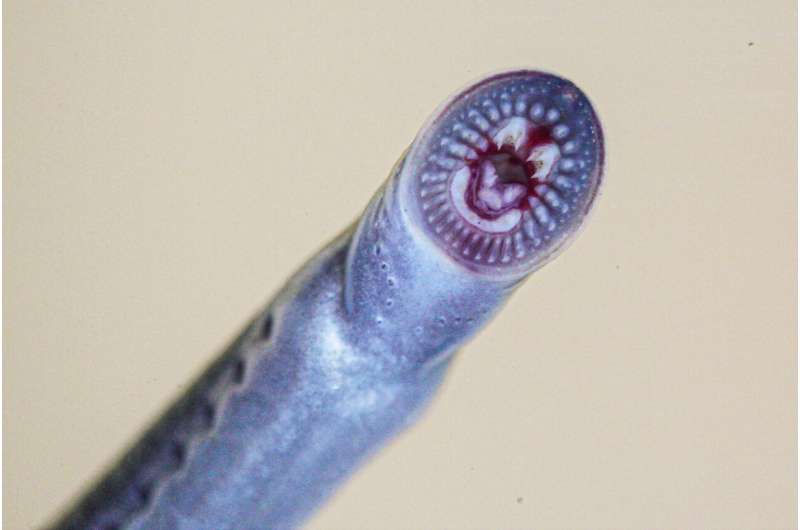 Rare Australian Brook Lamprey Discovered in Queensland – A Significant Find for Conservation
