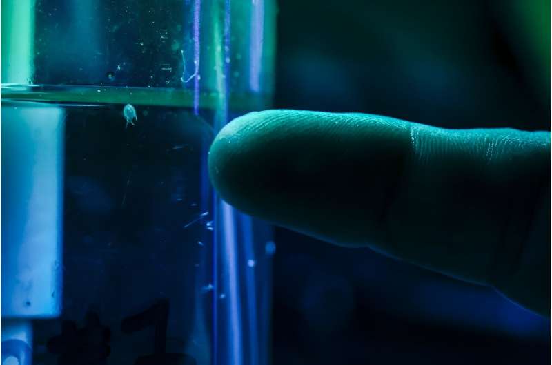 Venom Extraction from Australian Marine Animals: A Toxicological Perspective