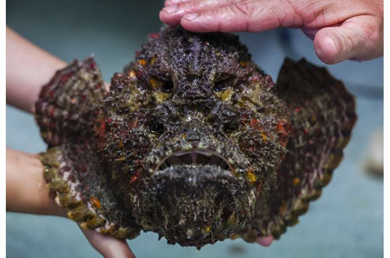 Venom Extraction from Australian Marine Animals: A Toxicological Perspective