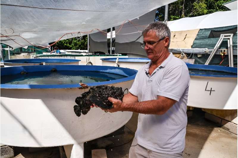 Venom Extraction from Australian Marine Animals: A Toxicological Perspective