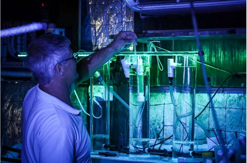 Venom Extraction from Australian Marine Animals: A Toxicological Perspective