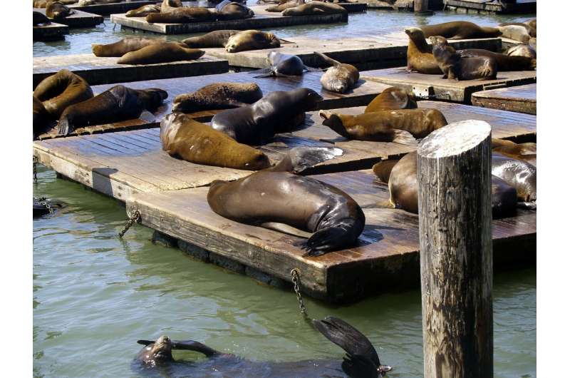 Record Numbers of Sea Lions Flock to Pier 39 – A San Francisco Sensation