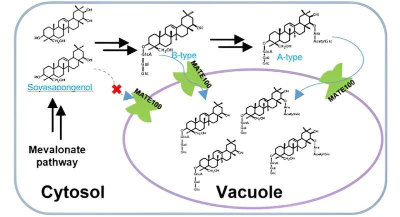 GmMATE100: A Key Transporter for Saponin Movement in Soybeans