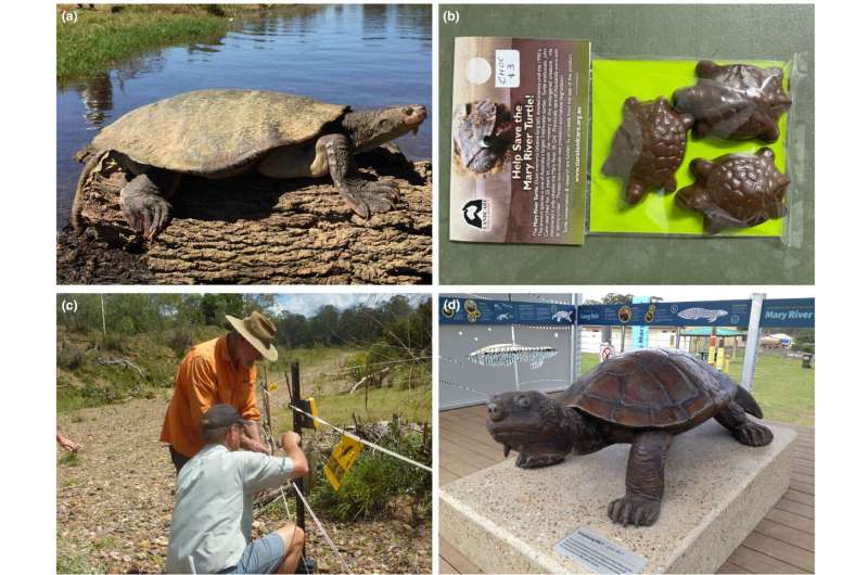 Mary River Turtle Conservation: A Community Success Story
