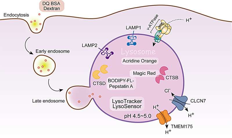 Lysosomal Biology: Methods & Approaches for Research