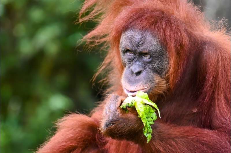 Malaysia s Orangutan Diplomacy: A New Approach to International Relations