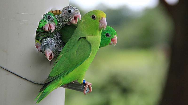 Parrot Behavior: Understanding Infanticide & Adoption
