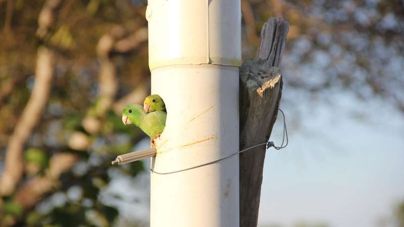 Parrot Behavior: Understanding Infanticide & Adoption