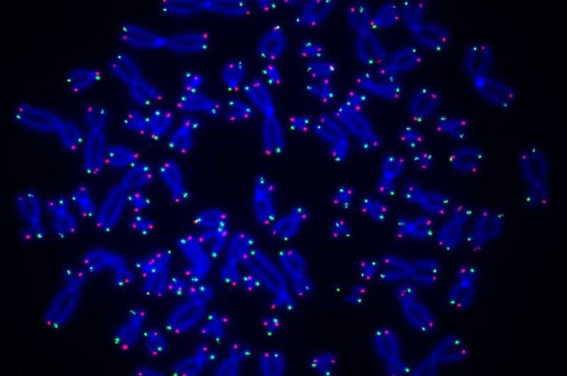 PARP1 s Role in Telomere Repair: New Cancer Treatment Insights