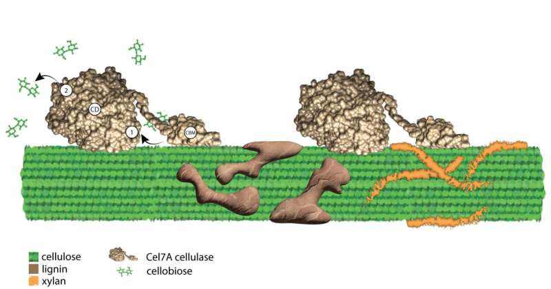 Cellulose Breakdown for Biofuels: New Research Uncovers Molecular Bottlenecks
