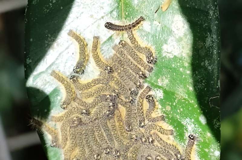 Impact of Large Herbivore Loss on Plant-Pathogen Interactions