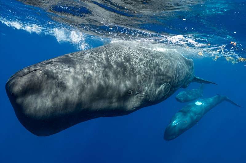 Decoding Whale Language: AI Reveals Complex Communication in Sperm Whales