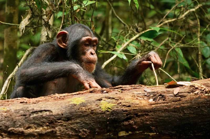 Chimpanzee Tool Use: Lifelong Learning & Cognitive Evolution