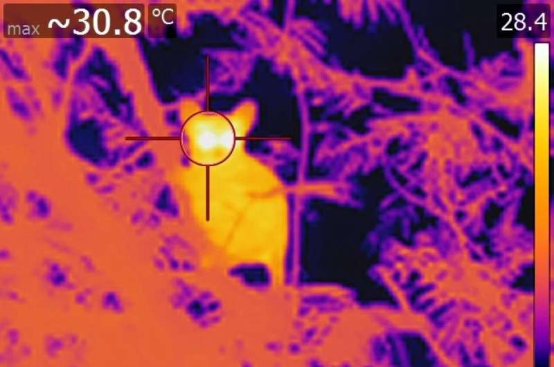 Climate Change Threatens South Africa s Bushbaby Populations