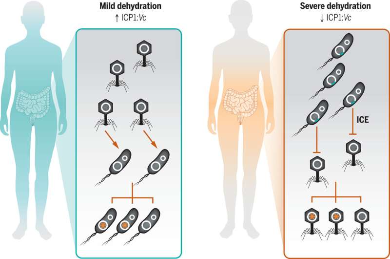 New Strategies to Combat Drug-Resistant Bacteria Identified Through Phage-Bacteria Interactions