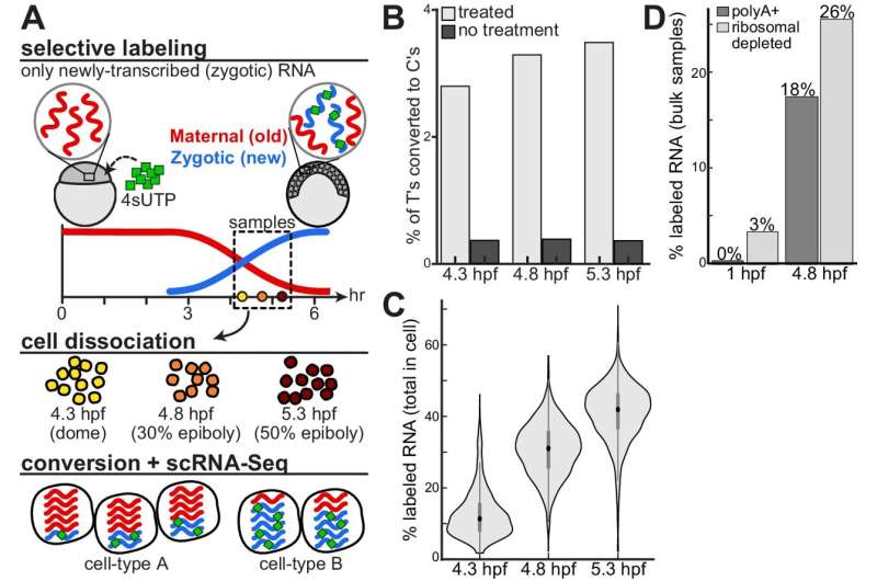 mRNA s Role in Embryonic Development: A New Study